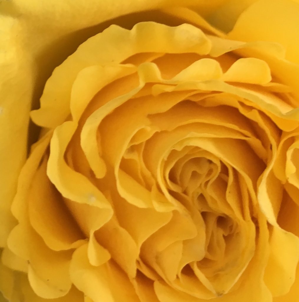 A close up of a gorgeous yellow rose with the petals gently furling out.