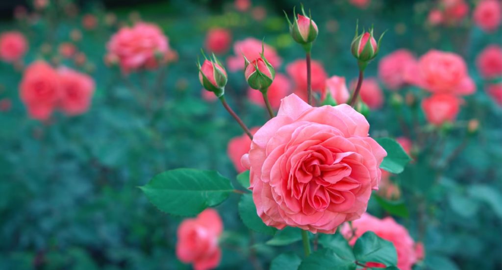 Caring for your rose bushes is so important to get beautiful pink blooms like this. Here are some ideas to make them thrive.