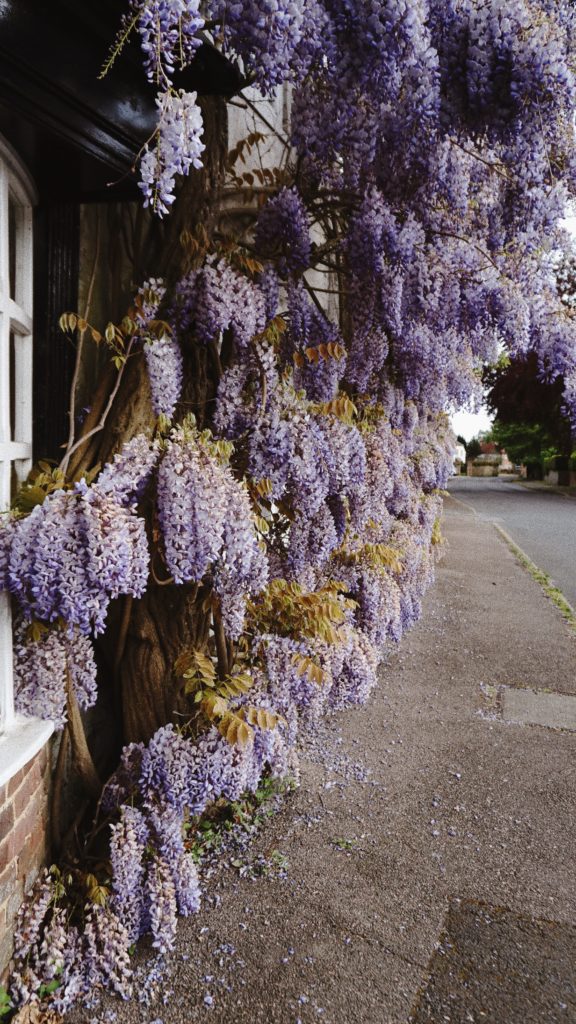 Lots of people choose to grow wisteria in their gardens and up their houses as this gorgeous purple flowered plant is so eye catching.