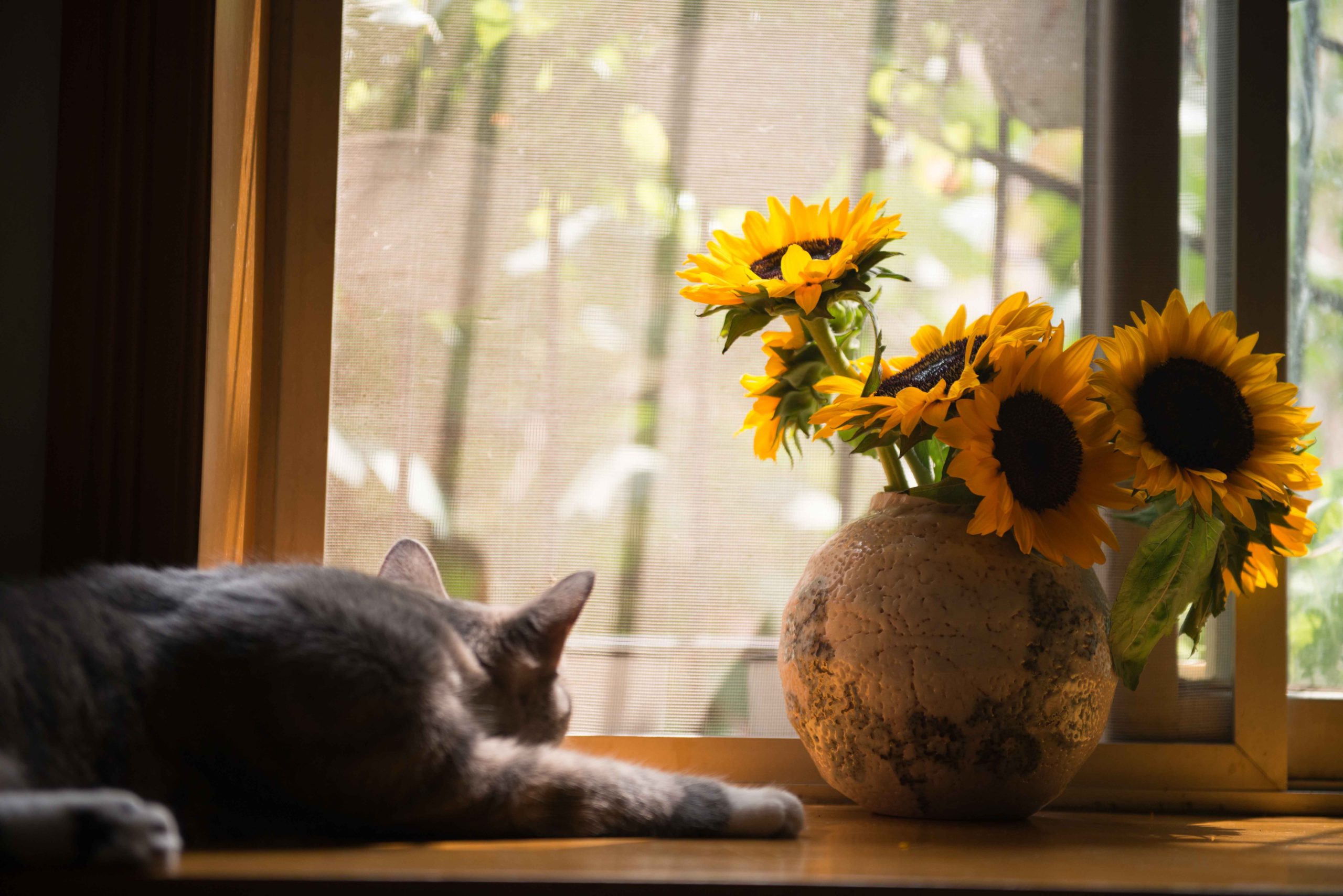 A grey cat luxuriates in the sun next to a large pottery vase of giant sunflowers