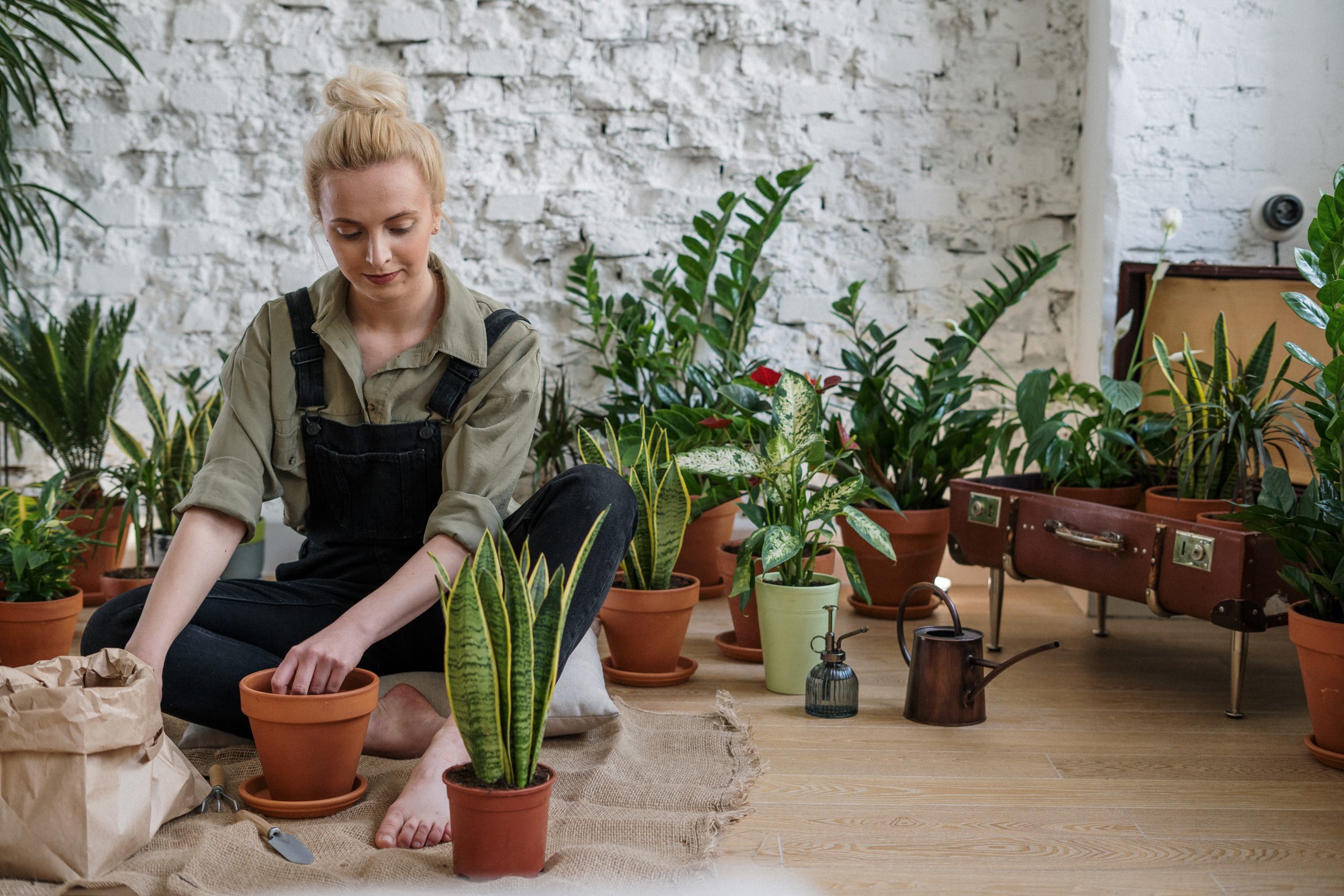 A woman cares for her extensive range of houseplants for a post about keeping houseplants healthy.