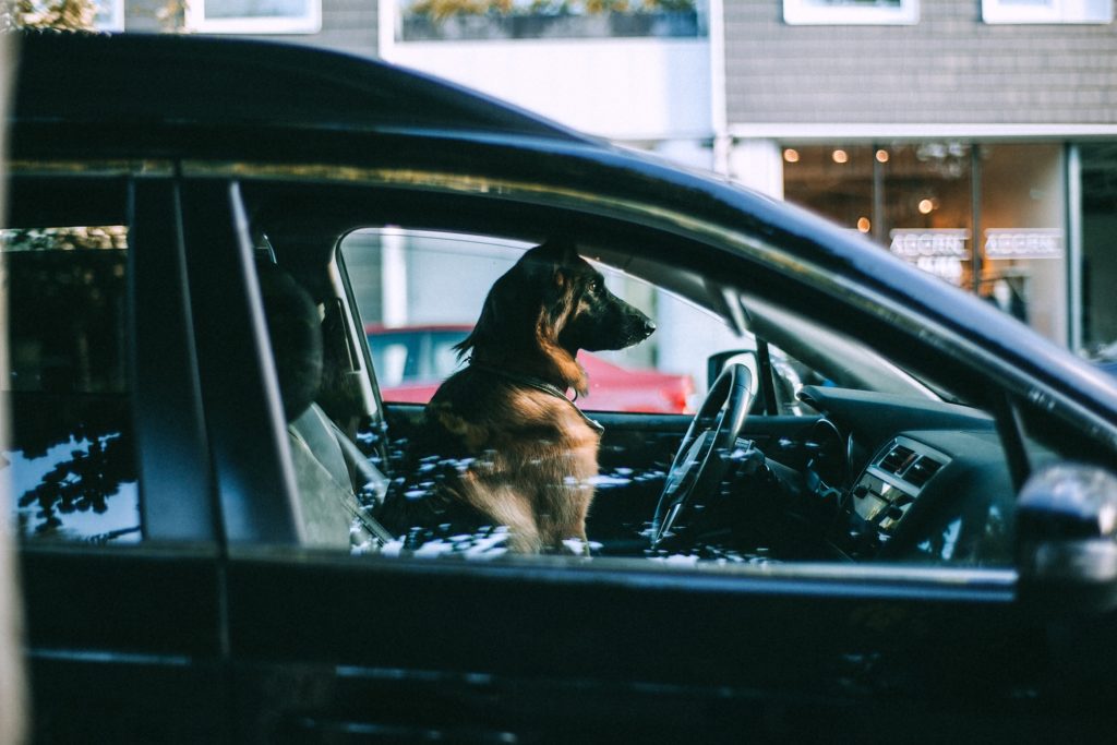 It can be stressful to leave your dog in the car when you go shopping.