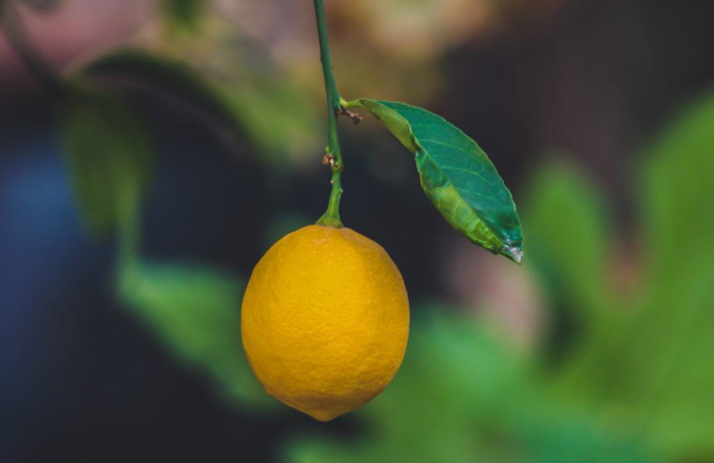 Image of a bright yellow lemon hanging on a branch. You can grow a lemon tree in a pot.