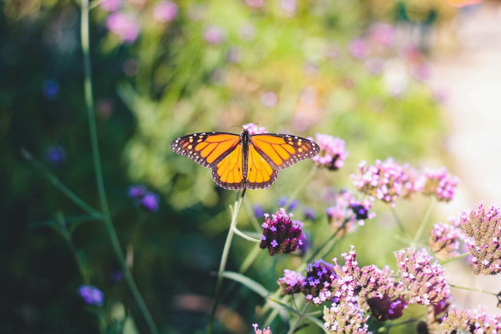 Butterflies are one of the many visitors to a flower garden.