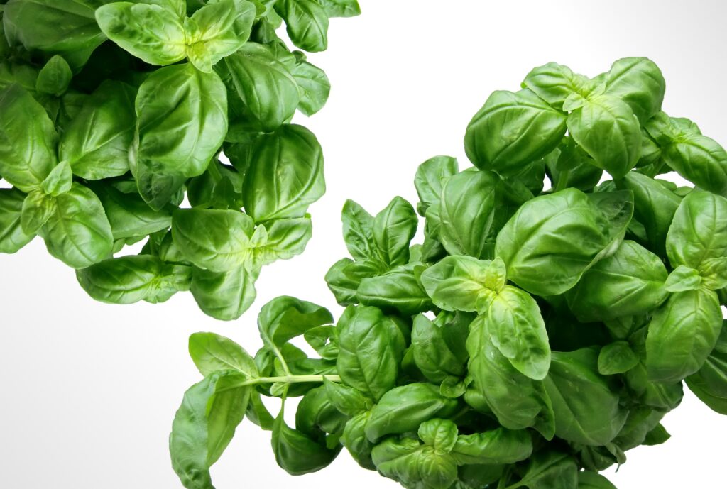 Basil is one of the easiest when growing herbs at home.