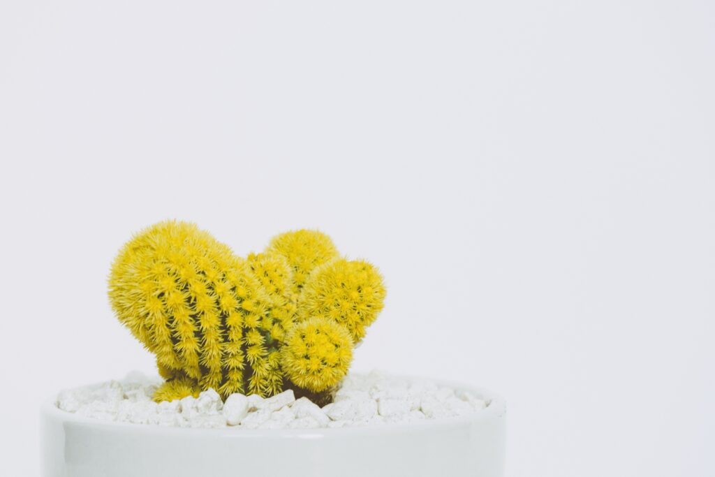 A cactus is a good one to consider when giving flowers to men, like this cheery yellow one in a white pot.